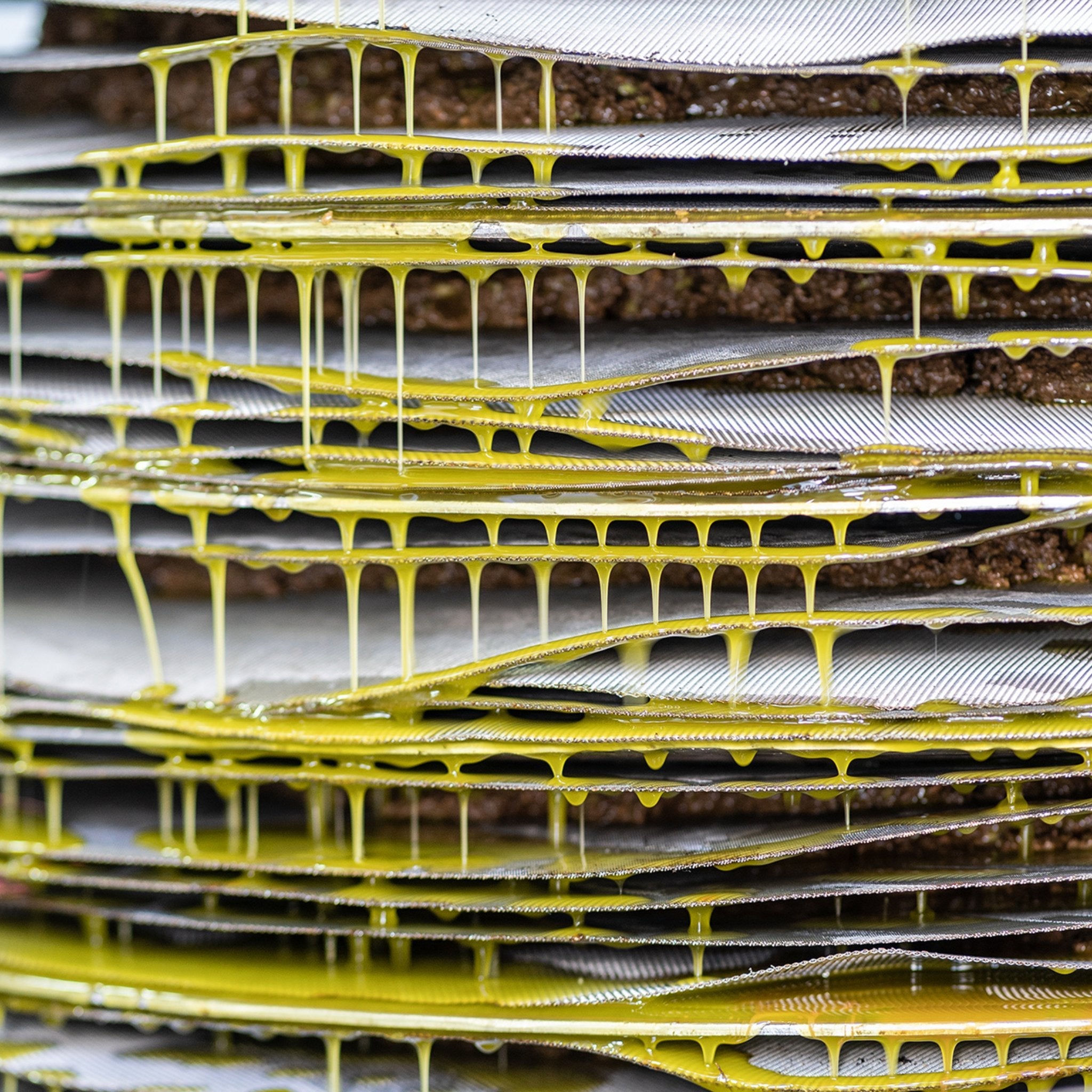 A picture showing pressed mushrooms and oil in layers.