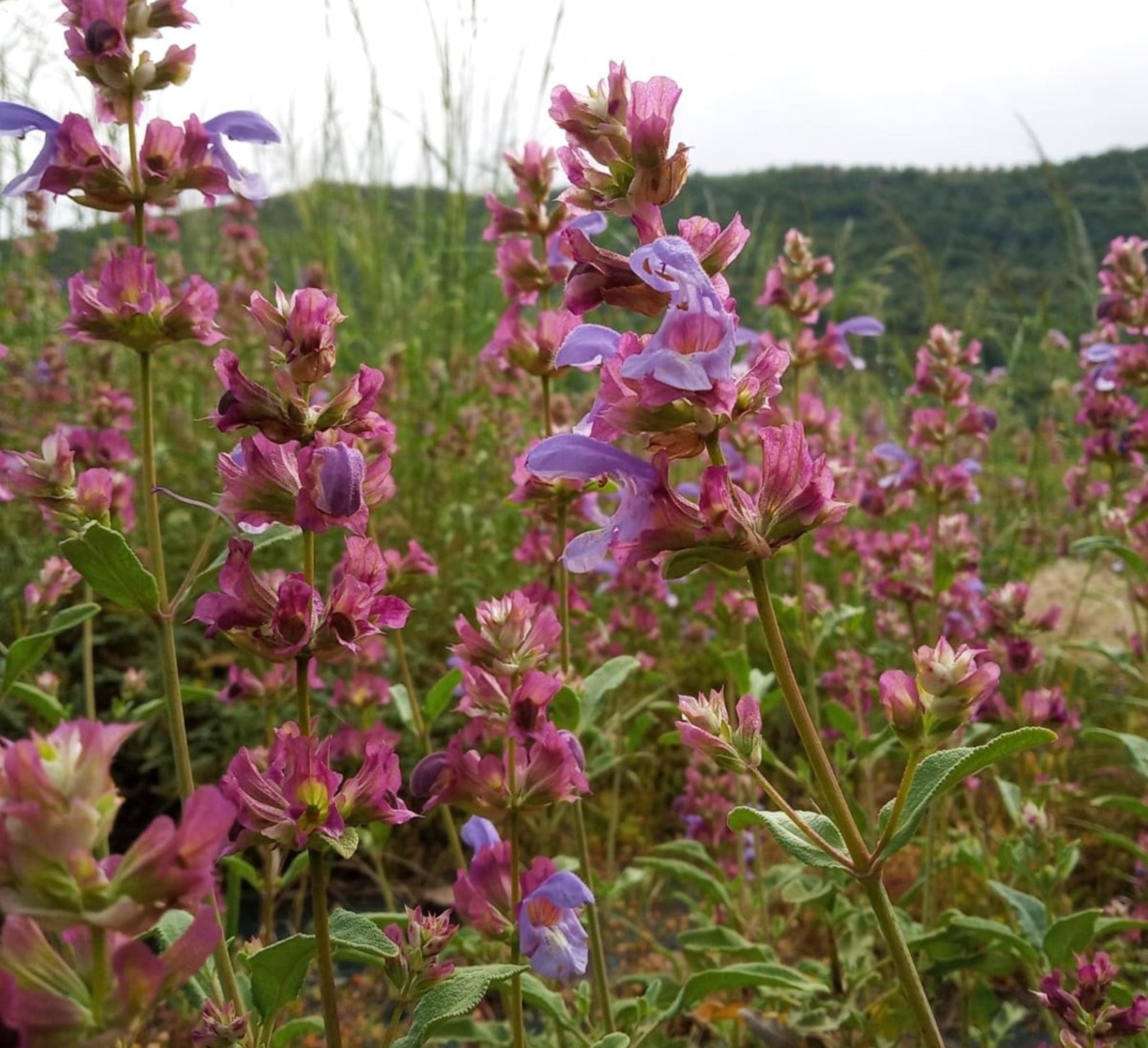 Cretan mountains and nature with sage plants.