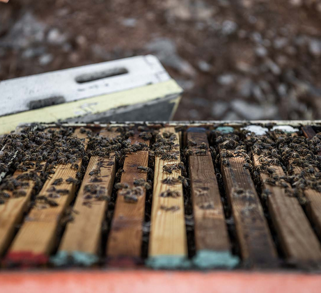 Bees in the filed in Crete mountains.