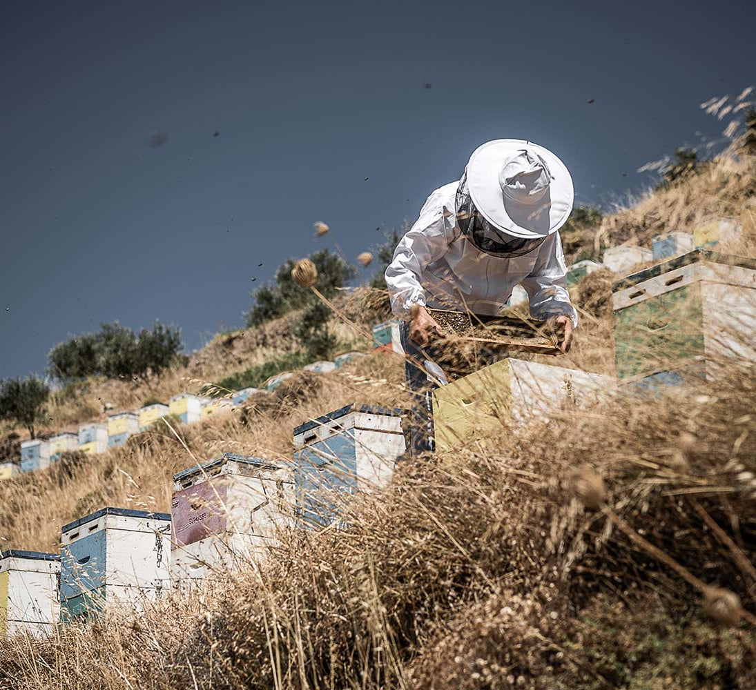 Nature and area from where the honey is collected in Crete, Chania.