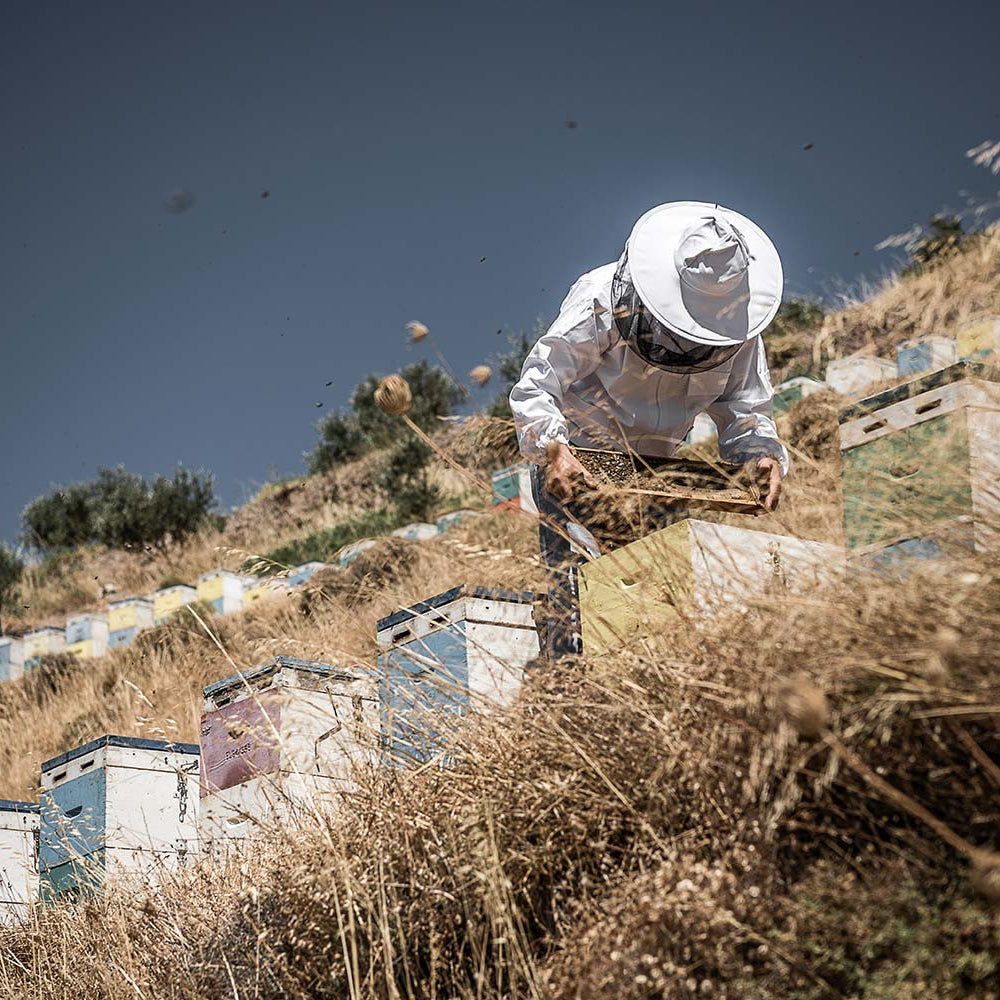 Nature and area from where the honey is collected in Crete, Chania.