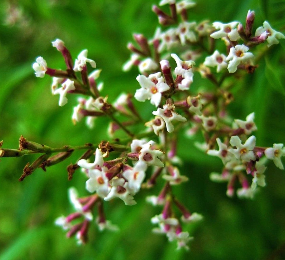 Organic Lemon Verbena Tea 2024 | Premium Herbal Tea | Certified Organic Food at The Bio Foods Berlin