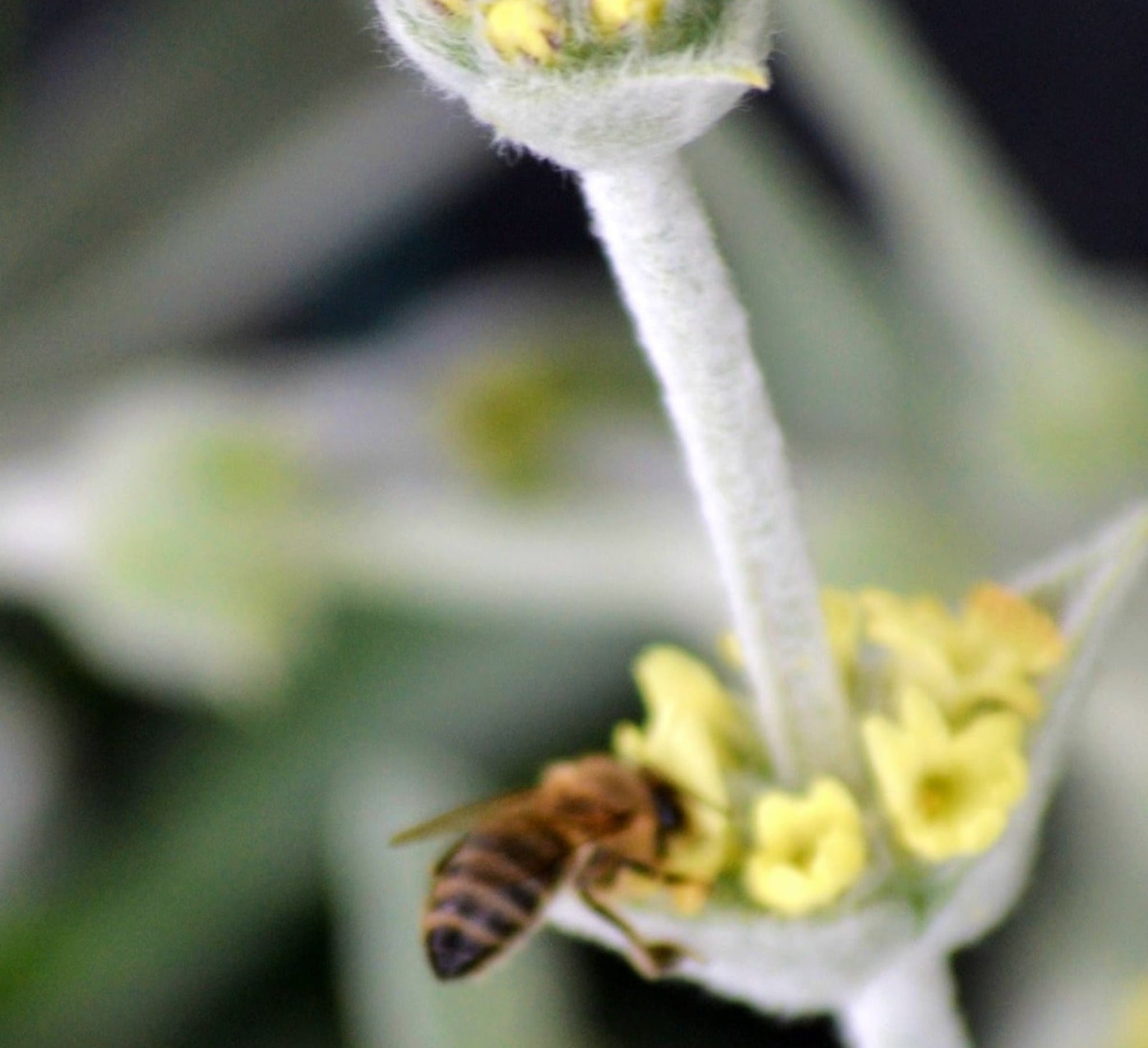 Organic Malotira Tea | Herbal Greek Mountain Tea | Buy Certified Organic Food in Berlin at The Bio Foods | Harvest 2024