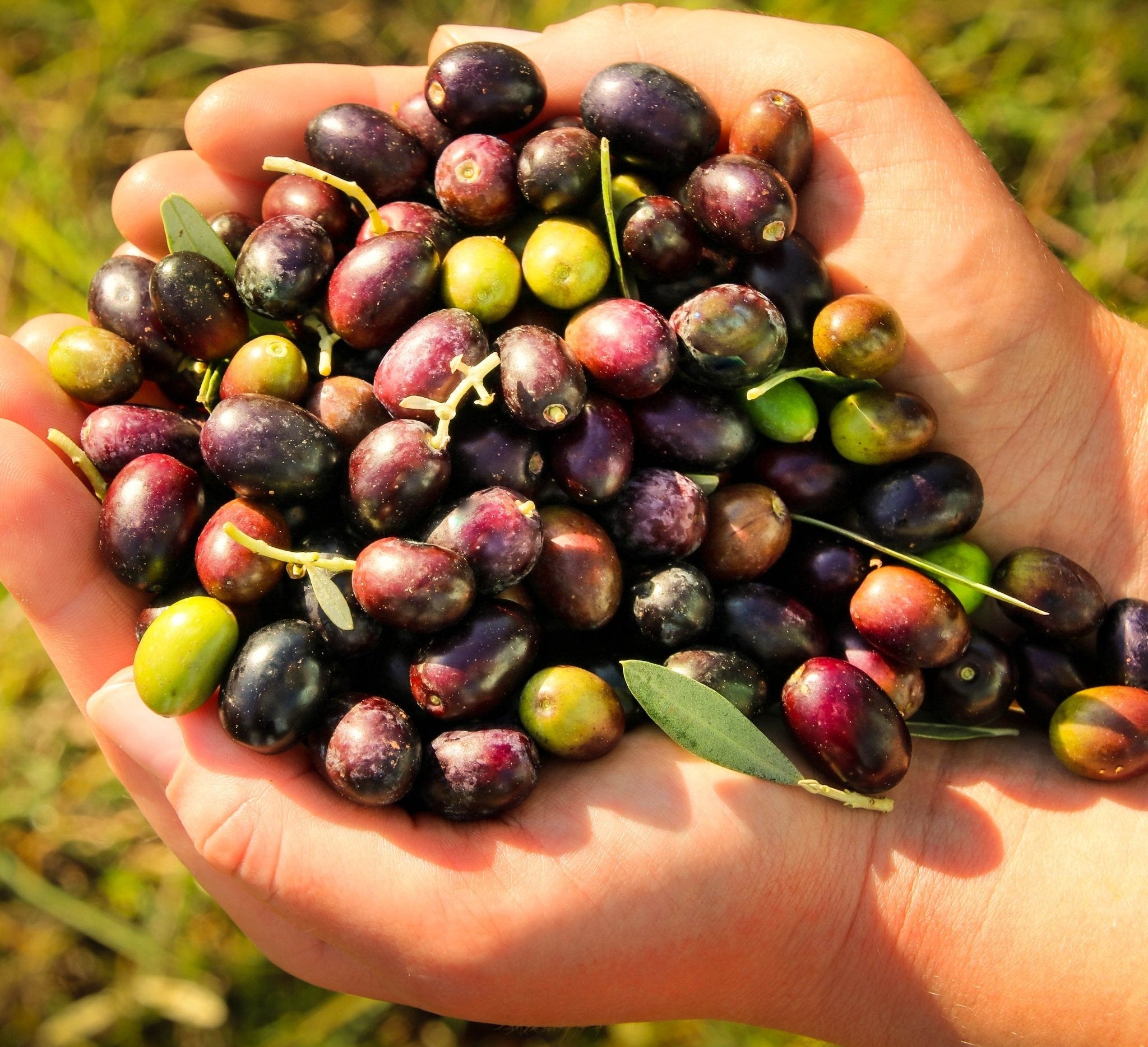 Organic Olive Oil | Istrian Bjelica EVO | EVOO from Croatia | The Bio Foods Berlin