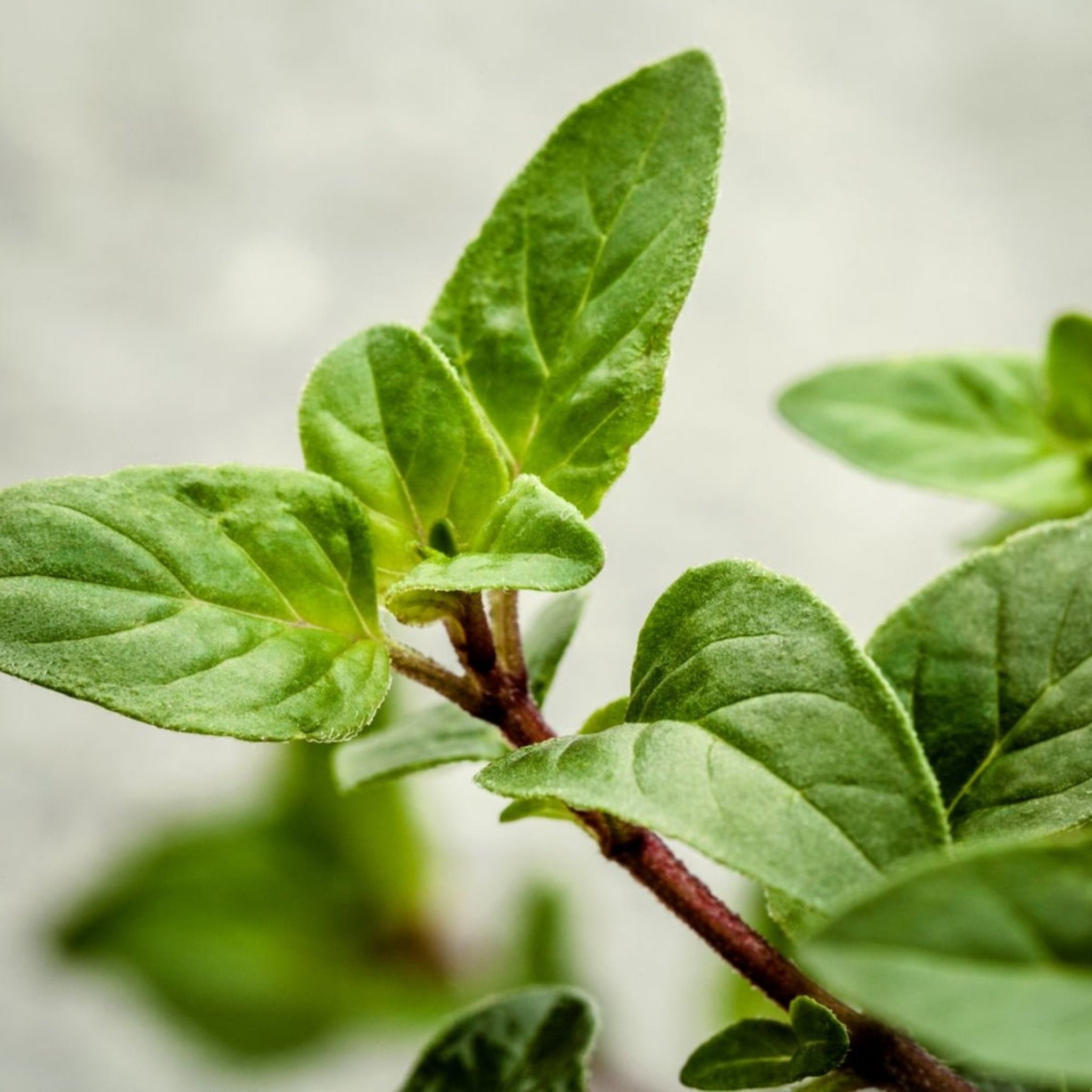 Organic Wild Oregano fresh leaves | Oregano from Crete, Greece