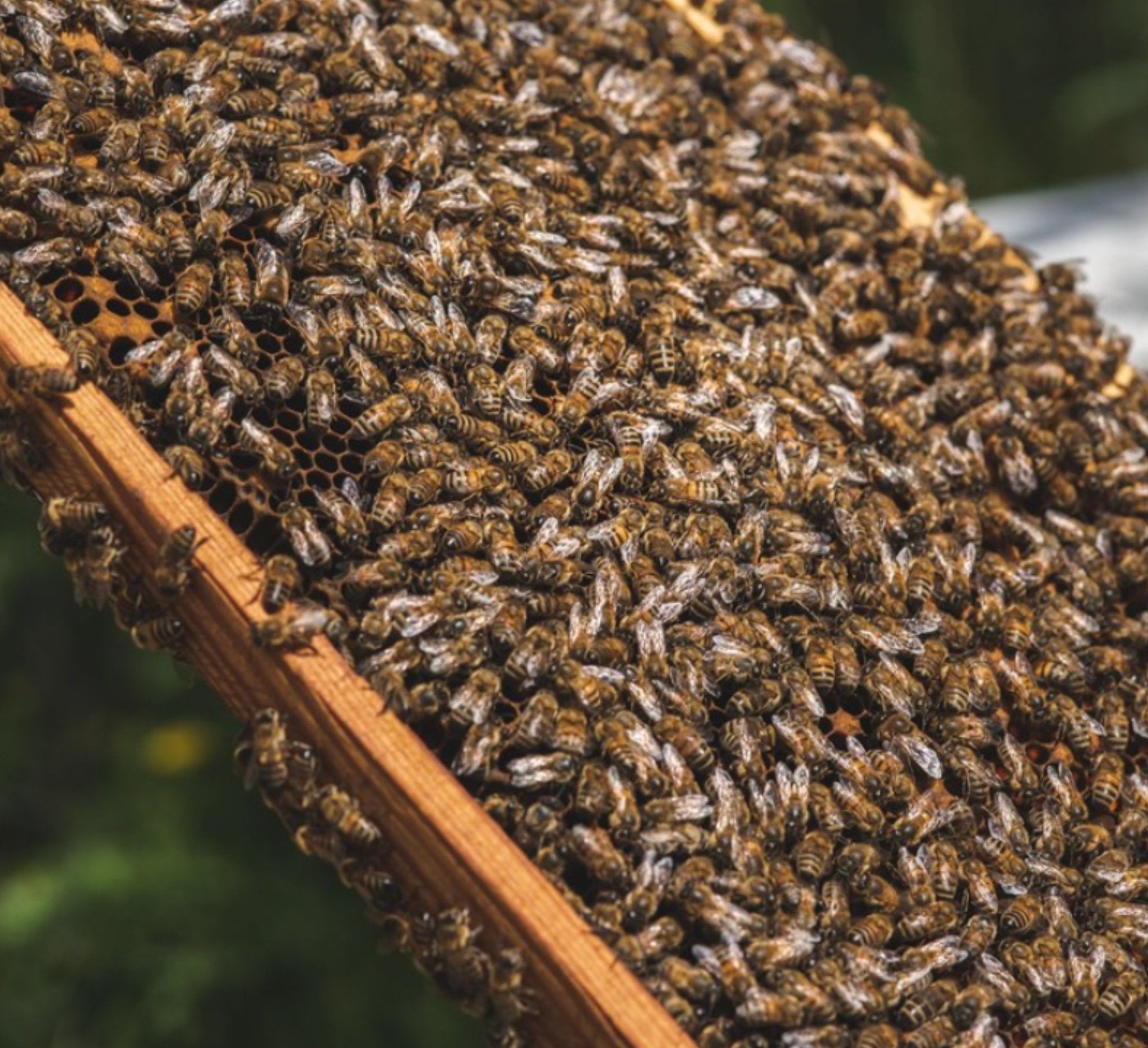 Organic Thyme Honey | Thyme honey from Creta | Creatan products | The Bio Foods Berlin