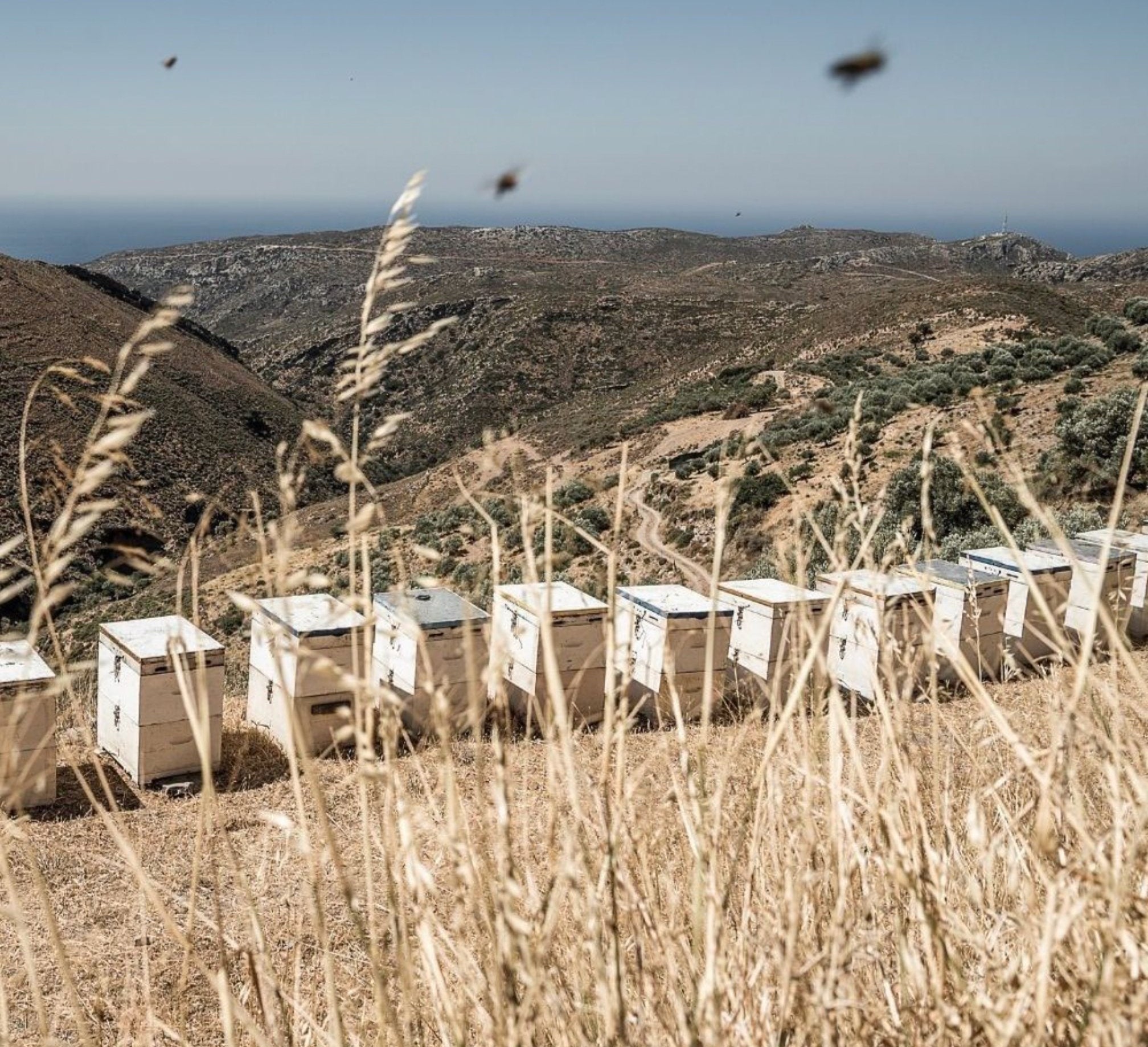 Organic Thyme Honey | Thyme honey from Creta | Creatan products | The Bio Foods Berlin