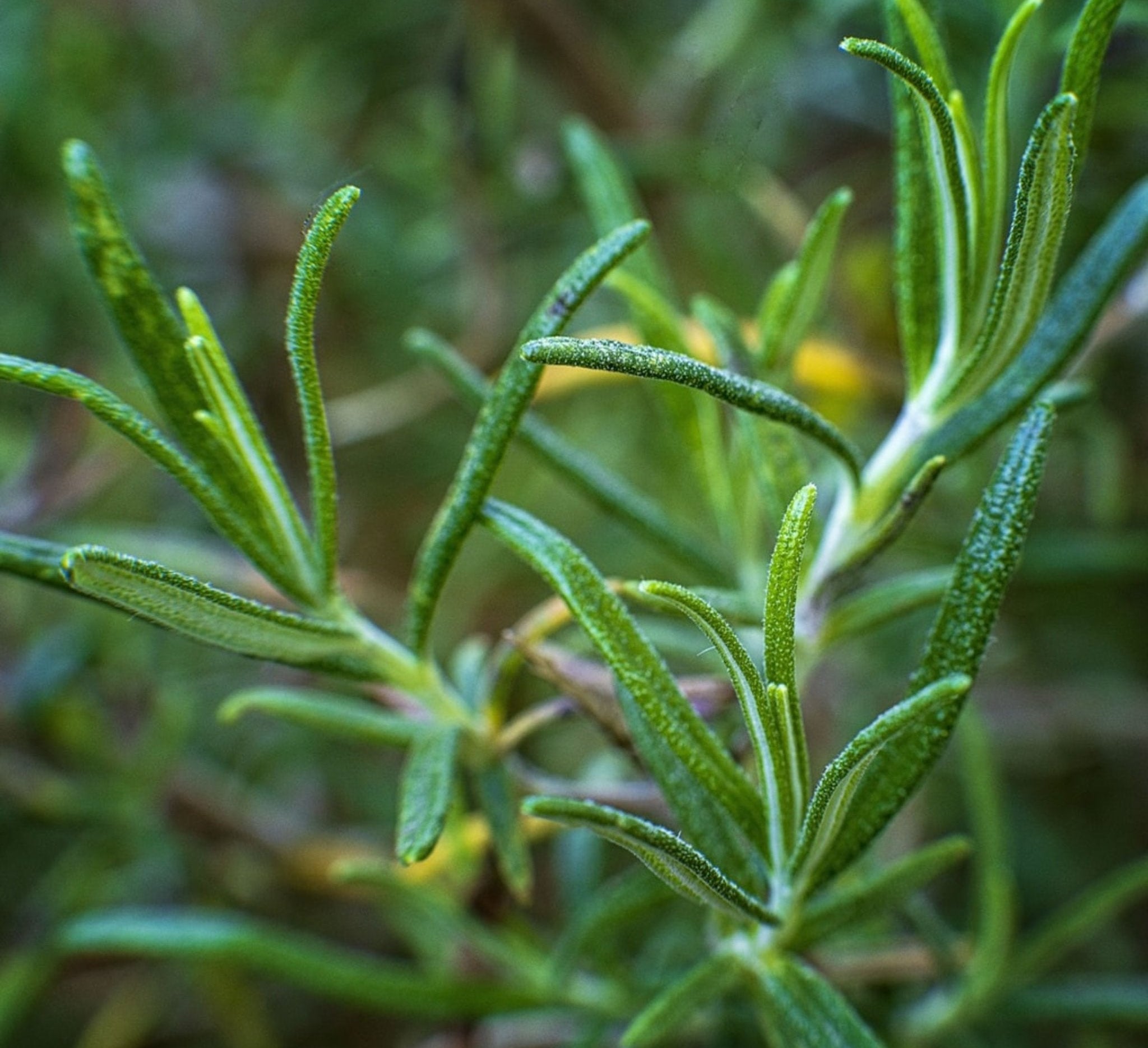 Organic Wild Rosemary| Premium Wild Spices | Certified Organic Food | The Bio Foods Berlin